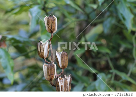 Uba Lily的果實 37181638