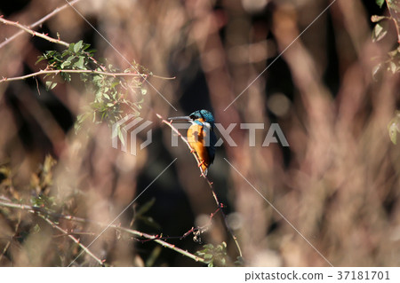 翠鳥♂ 翠鳥♂ 37181701