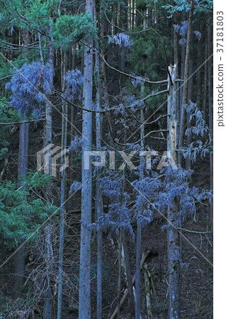 植樹造林 植樹造林 37181803