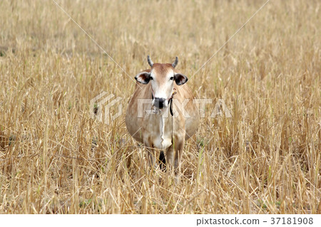 asian cow in yellow field 37181908