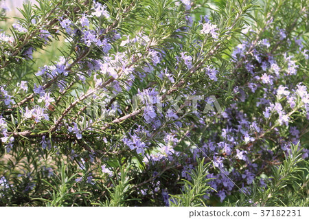 Rosemary Flower 37182231