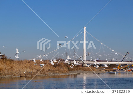 蒼鷺群和白色吊橋,當飛行時 蒼鷺群和白色吊橋,當飛行時 37182259