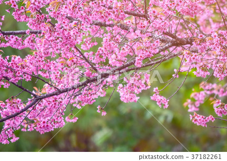 Pink blossoms on the branch with blue sky Pink blossoms on the branch with blue sky 37182261