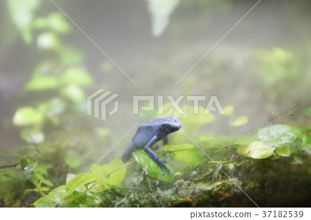 a Poison Dart Frogs at the theme park 37182539