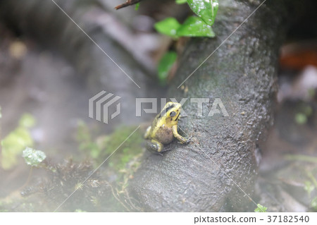 a Poison Dart Frogs at the theme park 37182540