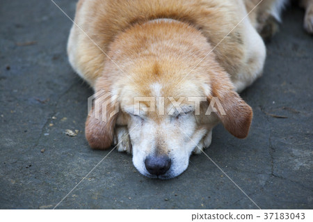 拉布拉多,狗,寵物,拉布拉多、狗、賽物、Abhaba, dog, grin, 拉布拉多,狗,寵物,拉布拉多、狗、賽物、Abhaba, dog, grin, 37183043
