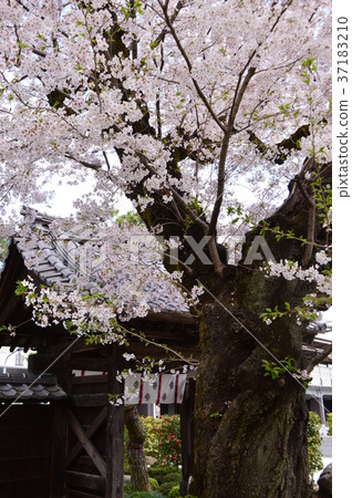 Sakao Hachioji市Takao Dakouji 37183210