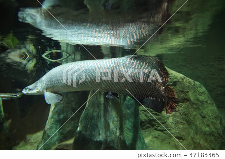 free swiming juvenile arapima gigas, underwater free swiming juvenile arapima gigas, underwater 37183365