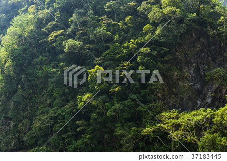 beautiful green forest background beautiful green forest background 37183445