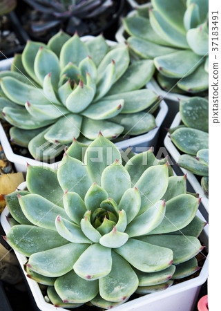 Succulent plan in pot Succulent plan in pot 37183491