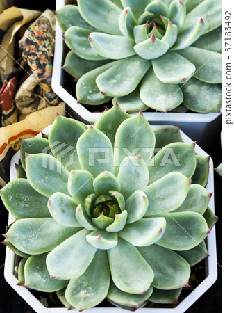 Succulent plan in pot Succulent plan in pot 37183492