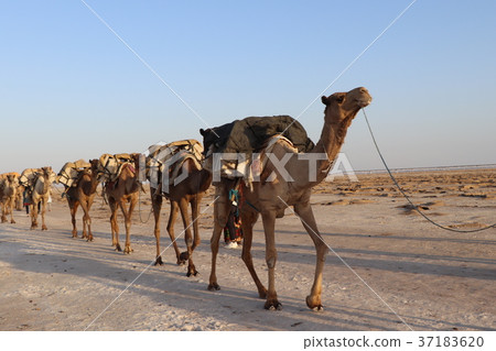 駱駝大篷車 駱駝大篷車 37183620