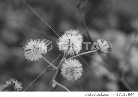 椿種子 椿種子 37183644