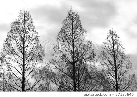 水杉 水杉 37183646