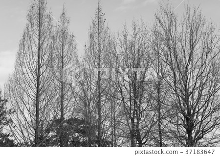 Metasequoia 37183647