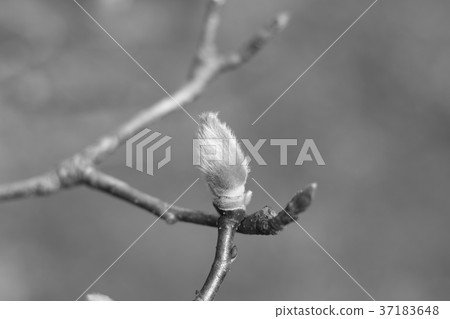 發芽 發芽 37183648