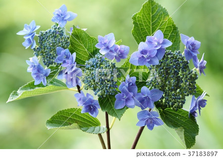 繡球花藍色花初夏雨季 37183897