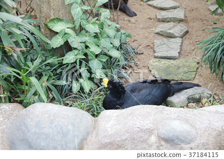 Helmeted curassow or northern helmeted curassow Helmeted curassow or northern helmeted curassow 37184115