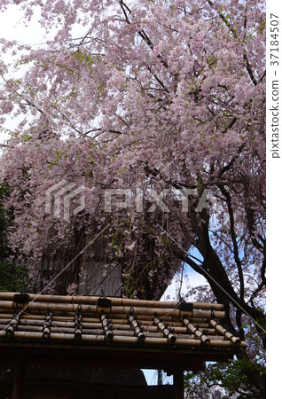 Shinmatsuin's spring is Hachiojidaicho Shinmatsuin's spring is Hachiojidaicho 37184507