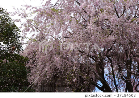 Shinmatsuin's spring is Hachiojidaicho Shinmatsuin's spring is Hachiojidaicho 37184508