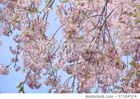 Shinmatsuin's spring is Hachiojidaicho 37184524