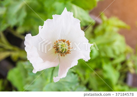 Opium poppy Flowers blossom on wild field 37184578