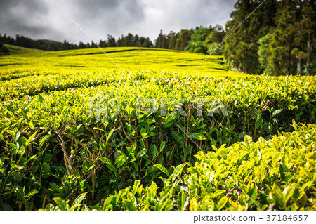 Portugal Azores Islands Sao Miguel tea plantation Portugal Azores Islands Sao Miguel tea plantation 37184657