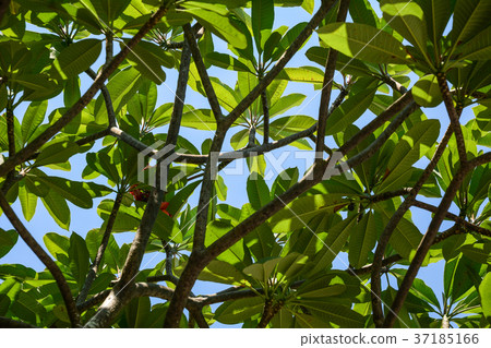 Green park in George Town, Penang, Malaysia 37185166