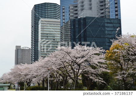 Cherry tree in the center of Tokyo 37186137