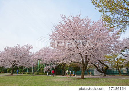 Hamadayama，東京，杉並區，東京的垂枝櫻花 37186164