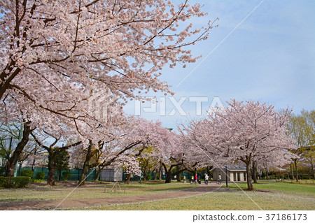 Weeping cherry blossoms of Hamadayama, Tokyo, Suginami-ku, Tokyo 37186173
