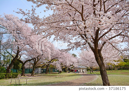Weeping cherry blossoms of Hamadayama, Tokyo, Suginami-ku, Tokyo 37186175