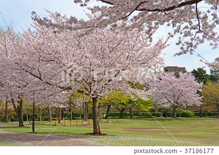 Weeping cherry blossoms of Hamadayama, Tokyo, Suginami-ku, Tokyo 37186177