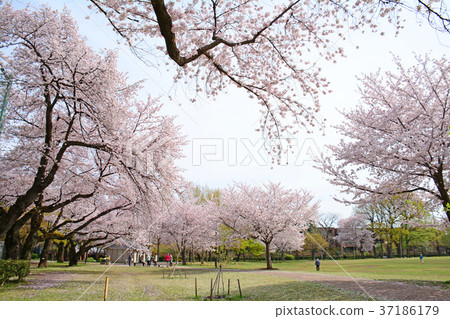 Weeping cherry blossoms of Hamadayama, Tokyo, Suginami-ku, Tokyo Weeping cherry blossoms of Hamadayama, Tokyo, Suginami-ku, Tokyo 37186179