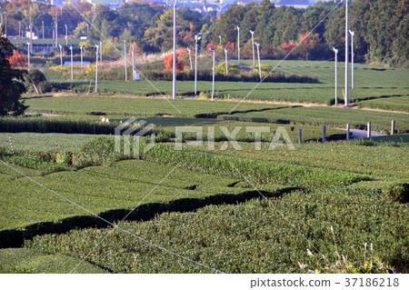 Tea field Tea field 37186218