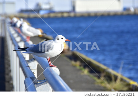Seagull Seagull 37186221