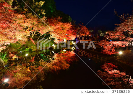 Autumn leaves in the night 37186236