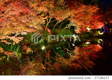 Autumn leaves in the night 37186237