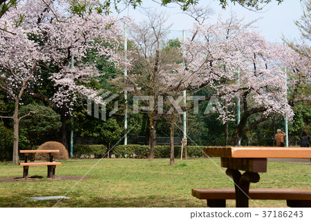 Sakura,Hamadayama,Suginami Ward,東京都 Sakura,Hamadayama,Suginami Ward,東京都 37186243