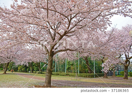 Sakura,Hamadayama,Suginami Ward,東京都 Sakura,Hamadayama,Suginami Ward,東京都 37186365