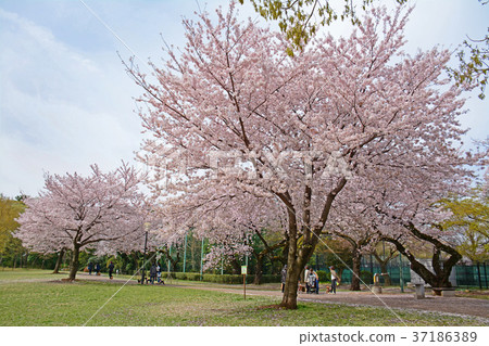 Sakura，Hamadayama，Suginami Ward，東京都 37186389