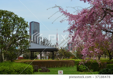Spring Park with Tokyo Tower Spring Park with Tokyo Tower 37186478