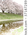 Spring 37187289