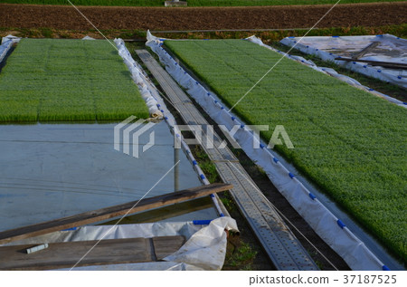 Rice plant nursery 37187525