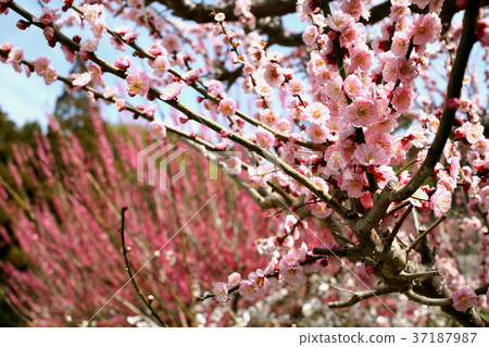 Plum blossoms of Pukouji Plum blossoms of Pukouji 37187987