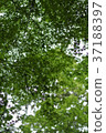 Fresh green 37188397