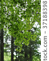 Fresh green forest 37188398