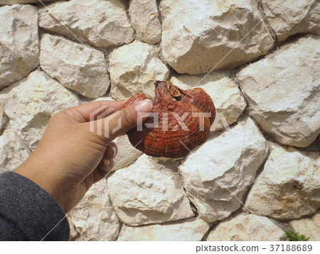 Ganoderma Lucidum - Ling Zhi Mushroom 37188689