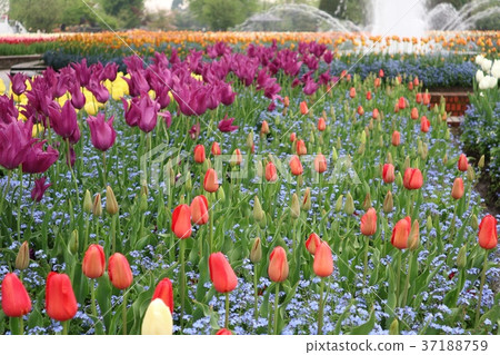Tulip Tulip 37188759