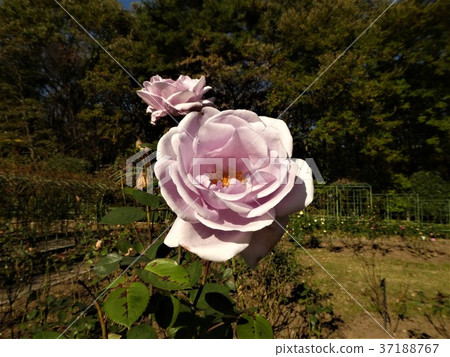 栃木縣摩卡市印度公園 37188767